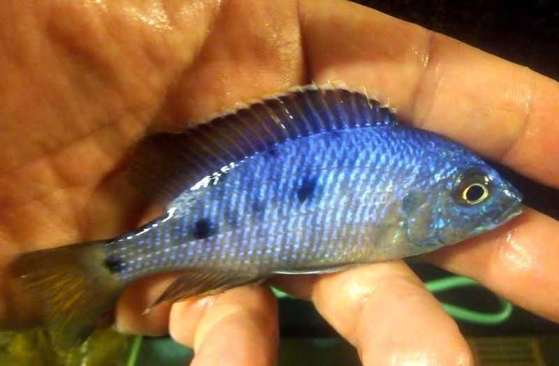 Copadichromis insularis 'Chidunga Rocks'